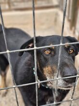 PICKO, Hund, Mischlingshund in Duisburg - Bild 12