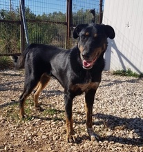 PICKO, Hund, Mischlingshund in Duisburg - Bild 22