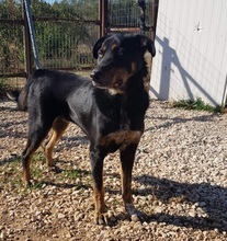 PICKO, Hund, Mischlingshund in Duisburg - Bild 28