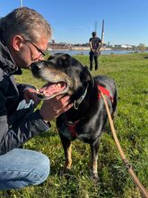 PICKO, Hund, Mischlingshund in Duisburg - Bild 3