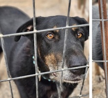 PICKO, Hund, Mischlingshund in Duisburg - Bild 9