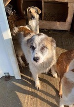 BAKU, Hund, Mischlingshund in Rumänien