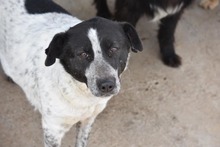 DOYLE, Hund, Mischlingshund in Rumänien - Bild 1