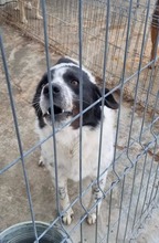 DOYLE, Hund, Mischlingshund in Rumänien - Bild 2