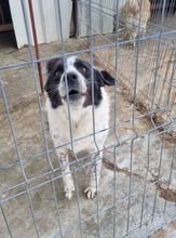 DOYLE, Hund, Mischlingshund in Rumänien - Bild 3