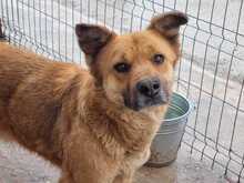 EDDY, Hund, Mischlingshund in Rumänien