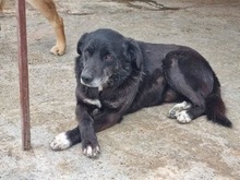 SHERLOCK, Hund, Mischlingshund in Rumänien