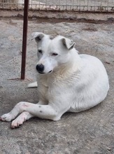 COCO, Hund, Mischlingshund in Rumänien - Bild 10