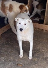 COCO, Hund, Mischlingshund in Rumänien - Bild 5