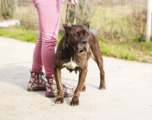 GRETA GARBO, Hund, Mischlingshund in Wuppertal