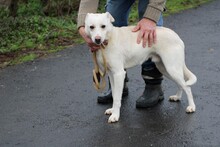 SIRIU, Hund, Mischlingshund in Lohra-Reimershausen - Bild 1