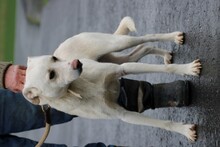 SIRIU, Hund, Mischlingshund in Lohra-Reimershausen - Bild 3