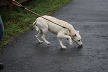 SIRIU, Hund, Mischlingshund in Lohra-Reimershausen - Bild 4