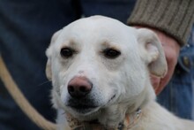 SIRIU, Hund, Mischlingshund in Lohra-Reimershausen - Bild 5