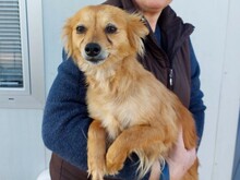 MACCIONEDDA, Hund, Mischlingshund in Diera-Zehren
