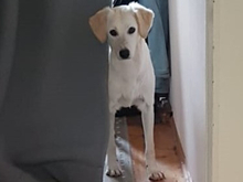 BIANA, Hund, Mischlingshund in Dresden
