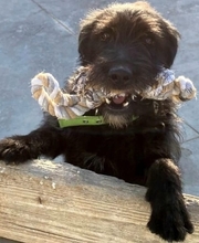 INKA, Hund, Mischlingshund in Spanien