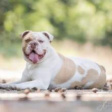 BROWNIE, Hund, English Bulldog in Schwielowsee