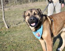 LINCOLN, Hund, Großer Herdenschutz-Mix in Biedenkopf - Bild 1