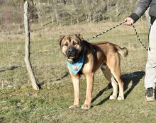 LINCOLN, Hund, Großer Herdenschutz-Mix in Biedenkopf - Bild 2