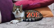 ZOE, Katze, Europäisch Kurzhaar-Mix in Bosnien und Herzegowina - Bild 1