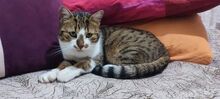 ZOE, Katze, Europäisch Kurzhaar-Mix in Bosnien und Herzegowina - Bild 2