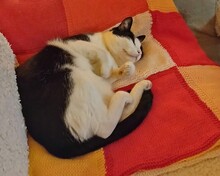 JESUS, Katze, Europäisch Kurzhaar in Dörverden - Bild 5