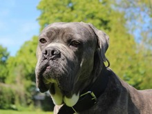 BEELZEBUB, Hund, Cane Corso in Hamburg - Bild 1