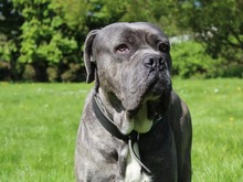 BEELZEBUB, Hund, Cane Corso in Hamburg - Bild 2