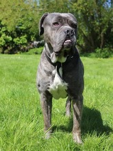 BEELZEBUB, Hund, Cane Corso in Hamburg - Bild 3