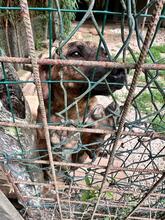 BROCCOLONE, Hund, Mischlingshund in Italien - Bild 10