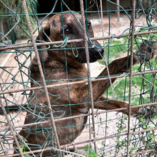 BROCCOLONE, Hund, Mischlingshund in Italien - Bild 12