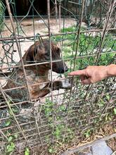 BROCCOLONE, Hund, Mischlingshund in Italien - Bild 13