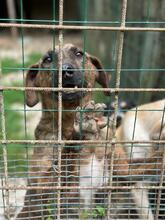 BROCCOLONE, Hund, Mischlingshund in Italien - Bild 16