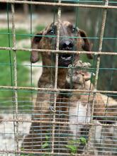 BROCCOLONE, Hund, Mischlingshund in Italien - Bild 17