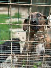 BROCCOLONE, Hund, Mischlingshund in Italien - Bild 19