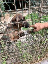 BROCCOLONE, Hund, Mischlingshund in Italien - Bild 20