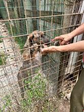 BROCCOLONE, Hund, Mischlingshund in Italien - Bild 21