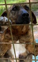 BROCCOLONE, Hund, Mischlingshund in Italien - Bild 3