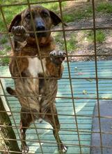 BROCCOLONE, Hund, Mischlingshund in Italien - Bild 4