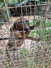 BROCCOLONE, Hund, Mischlingshund in Italien - Bild 9