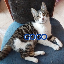 GOGO, Katze, Europäisch Kurzhaar-Mix in Bulgarien - Bild 1