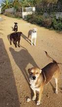 BRONTOLA, Hund, Mischlingshund in Italien - Bild 7