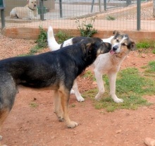 LENI, Hund, Mischlingshund in Griechenland - Bild 19