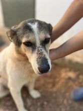 LENI, Hund, Mischlingshund in Griechenland - Bild 2