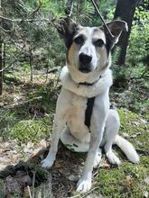 LENI, Hund, Mischlingshund in Michendorf