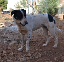 MERLIN, Hund, Mischlingshund in Griechenland - Bild 14