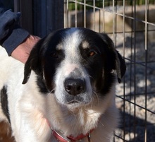 MERLIN, Hund, Mischlingshund in Griechenland - Bild 15