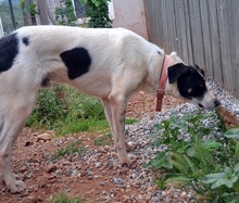 MERLIN, Hund, Mischlingshund in Griechenland - Bild 16
