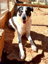 MERLIN, Hund, Mischlingshund in Griechenland - Bild 17